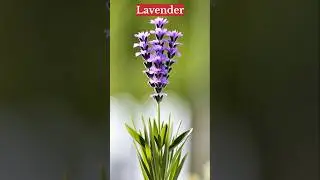 Lavender Plant Growing Timelapse 🌿💜 #shorts #timelapse