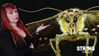 Les secrets des papillons de nuit - Bébêtopédie #5 by Castor Mother - String Theory