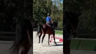 highest jump with hopper! #horse #equestrianjourney #horseenthusiast #equestrian #horsefan