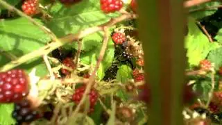 Free Blackberries Growing Under Train Tracks - El Cerrito, California