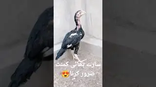 3 month old lasani Aseel chicks growth 🥰 how's the quality?@PalayKhanAseelsFarm #aseel