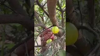 Nimbu khatta hai 🍎 #vijay3guy