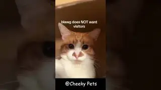 Orange cats are crazy ! 🤣🤣 funny and cute cats #cat #funnycats #funnypets #pets #catmeow #shorts