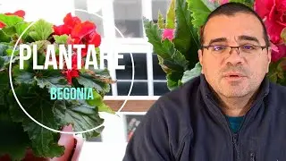 Plantarea bulbilor de begonie curgatoare
