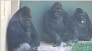 Chintu Don Funny Movement 😂😂#Funny #Comedy #viral video