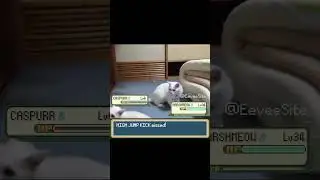 Pokemon Cat uses High Jump Kick! #pokemon #pokemonmeme #funnycats #pokemonbattle #irlpokemon