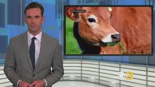 Officials Warn Of Bovine Tuberculosis In Large Cattle Herd, Wild Deer
