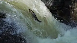 Atlantic salmon on the River Almond
