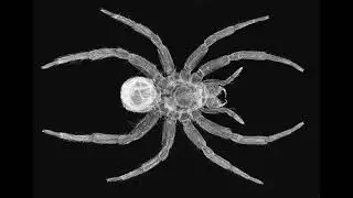 Spiderwarp - Extasis (145 BPM edit)