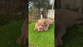 EXOTIC CANE CORSO DOG #puppy #ytshorts #dogbreed #dogs #canecorso