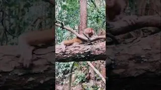 Baby Monkey Trapped on Tree 😱 So Sad #shorts