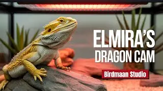 Live Reptile Cam - Bearded Dragon Live Cam - Reptile Live Cam