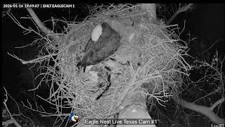 Eagle Nest Live Texas 🦅 Cam #1
