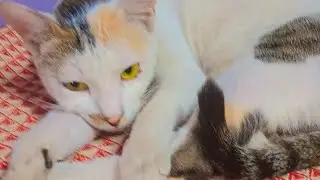 hello friends🙏 स्वागत है आपका cutee cat video