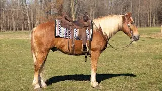 SOLD TEDDY - 2018 Draft Cross Gelding Selling at the Dixie Horse Auction November 29th and 30th