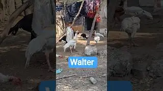Double bodyWalter Cross Patta Available 5kg approx weight #aseellovers #aseelmurga