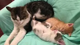 Happy Mother's Day From: Stray Cat Alliance