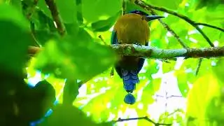Shouts and cheers: Amazonian motmot (Momotus momota) -- WFC