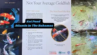 Пруд с карпами кои в отеле Atlantis, Paradise Island на Багамах.