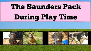 The Saunders Pack Plays