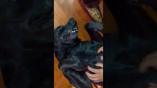 Barfi Masti time#barfi #blacklab #funny #teethwhitening #dogbreed #lovesong #pets