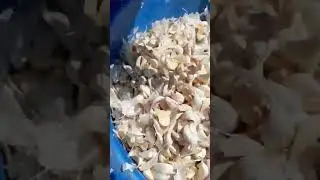 #khatushyam   #garlic garli