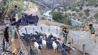 Abuzar's kind-hearted family! 🏡 When the cold made the goats shiver, he warmed their home with love
