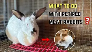 What Can You Do with Retired Meat Rabbit Breeders? Options and Alternatives.