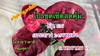 🌸🍁โปรชุดเซ็ตสุดคุ้มEp.536🌸🍁 11 มกราคม 2569☎️094-5323653 #บอนสี  #บอนสีขวัญหวานการ์เด้น