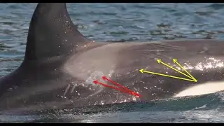 Southern Resident Killer Whale Health Concerns &ndash; NV Presentation:  Dr. Martin Haulena  March 14 2024