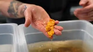 INCURSION: Cuisiner un oursin avec le chef Eliott Beaudouin