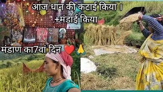मंडाण का7वां दिन ❤️ 🙏।धान की कटाई भी कर दिया।।  And आज धान की मंडाई किया ।❤️🙏@NegiBabitavlog 