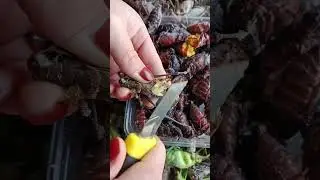 Countryside food but delicious #you like to eat this #Countrysidefood #food #eating #cooking EP7