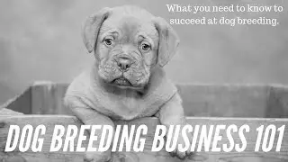 Dog Breeding Business - how to grow your dog business