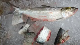 Southern Secret Catfish Bait