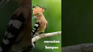 hoopee bird                    Israel's  national  bird