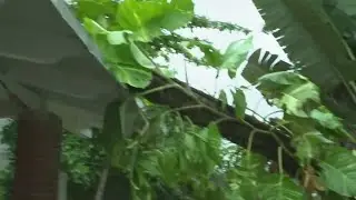 Tree topples over North Miami home