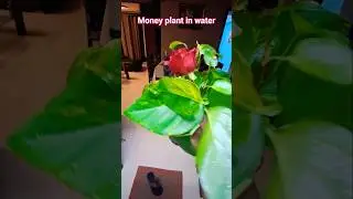 money plant decore DIY / money plant grow in water #youtubeshorts #gardening ##ytshorts
