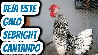 Imagens galo sebright zebraite cantando. Galinhas ornamentais para ovos galados f&eacute;rteis para chocar