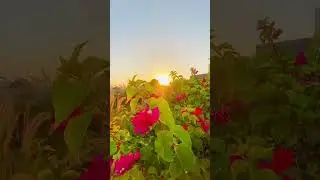 Natural Beauty Of Dubai | UAE Dubai 🇦🇪 Beauty #viral #nature #naturebeauty #beauty #travel #nature