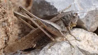 Intermediate Grey Bush cricket (Platycleis intermedia)