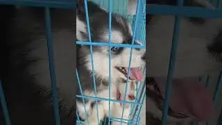 Husky #husky #huskies #huskydog #doggielife #puppy #ytshorts #shorts #pets #petlover #dogbreed 