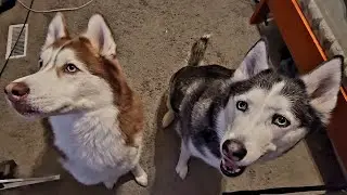 Husky Eyes Move In Sync With Each Other #dog #husky