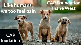 CAP Foundation | Thane West | Animal Welfare | Dog Cat NGO in Mumbai | Foster Home | Must Watch
