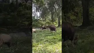 Parambikulam # Bison # Wildlife # Adventure