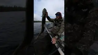 BIG pike chaos! #fishing #fishingtechniques #pike #bigfish #gofish