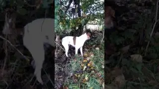 Malik og Oskar i skoven. Skals &aring;dal.