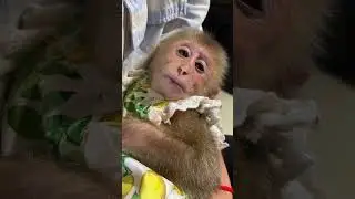 Monkey enjoys calm life surrounded by humans who care ���� #MonkeyHappiness #HomeLife