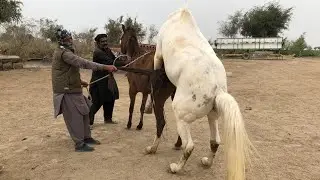 Beautiful horse power || Horse videos 🐎