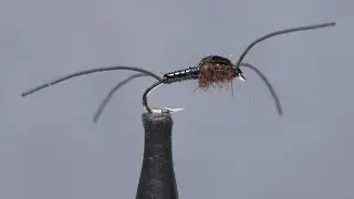 Ранняя нимфа черной веснянки
